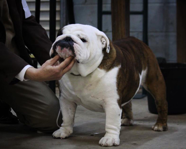 ENGLISH BULLDOG 121