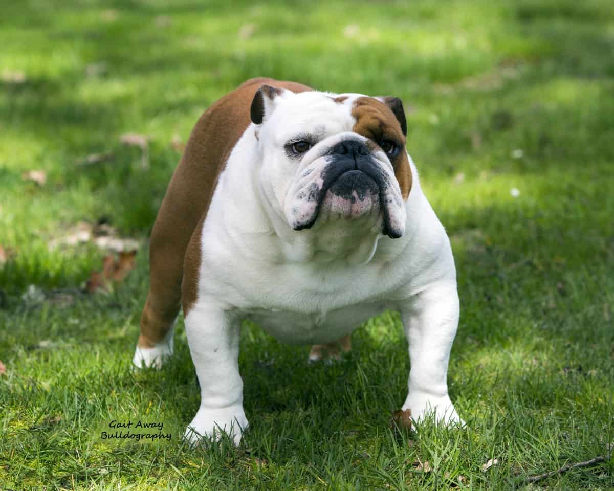 Reputable English Bulldog Breeder