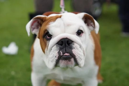 Are English Bulldogs Aggressive? English Bulldog temperament.
