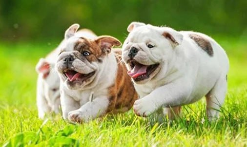 ENGLISH BULLDOG PUPPIES FOR SALE IN NORTH CAROLINA