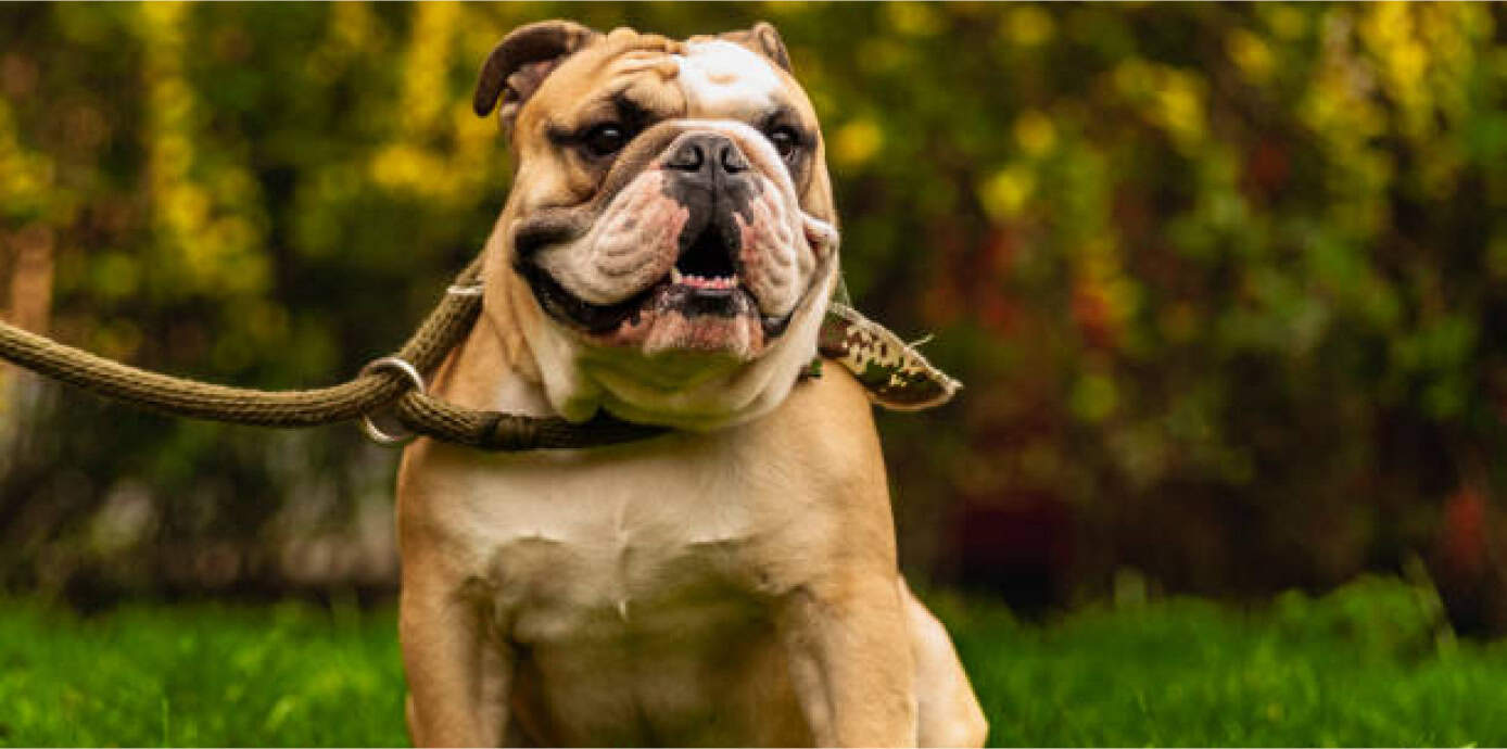 Best Dog Food for English Bulldogs