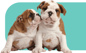 English Bulldog Puppies for sale in Tennessee.