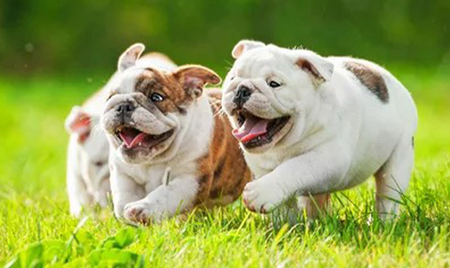  Playful Bulldog Images Abilene, TX