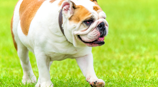 English Bulldog Puppies Abilene, TX