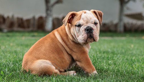  Buckeye Bulldogs Buckeye, AZ