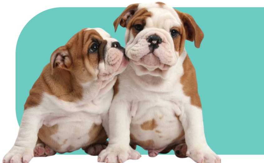  Chesapeake Bulldogs Chesapeake, VA