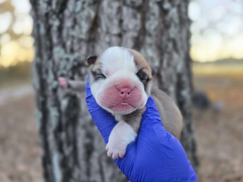 bulldogpuppy4