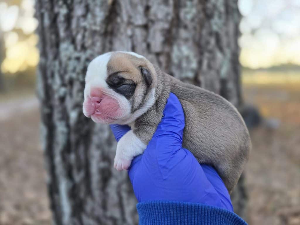 bulldogpuppy5