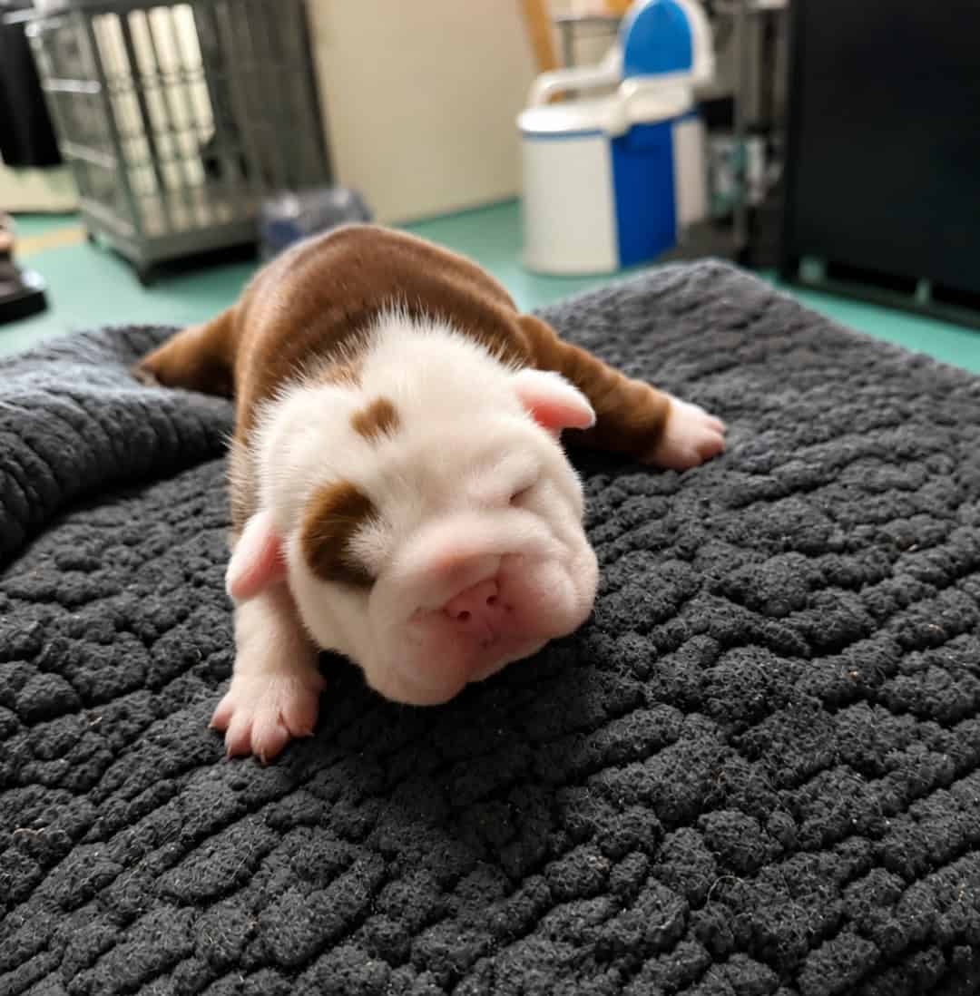 English Bulldog Puppies for sale in North Carolina