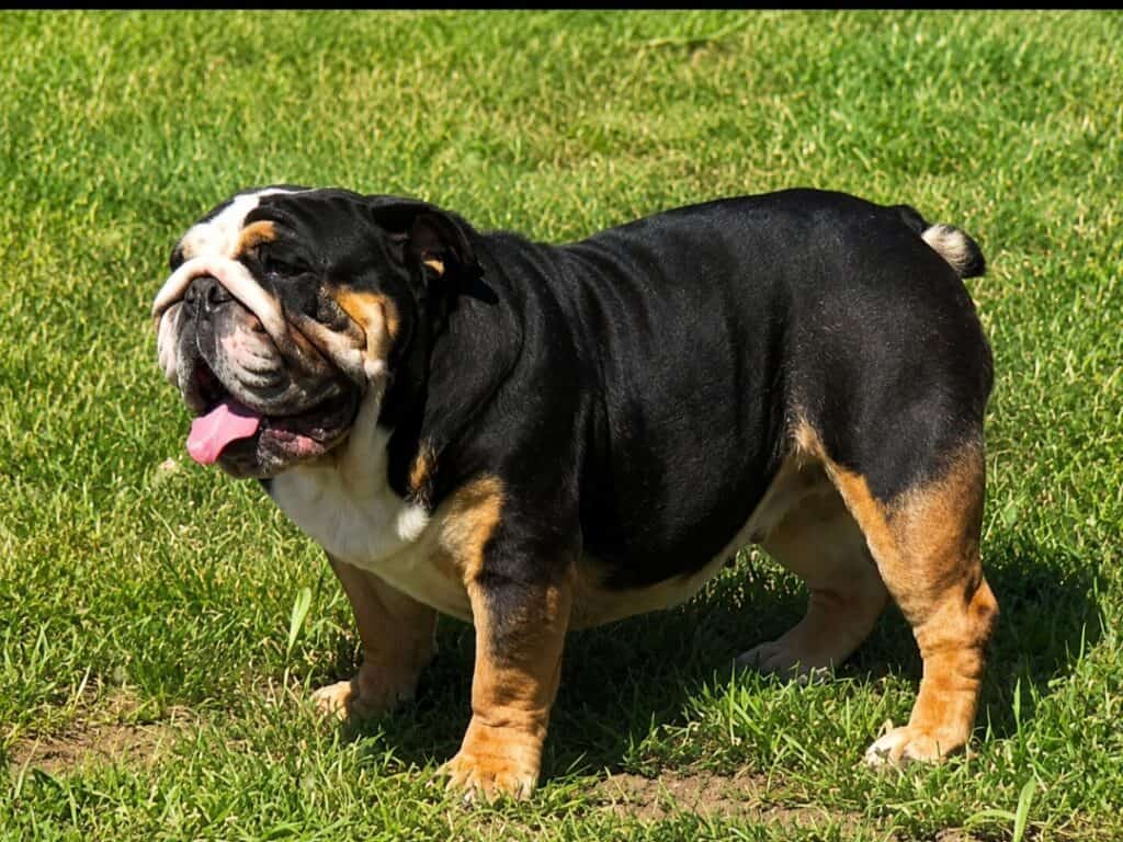 English Bulldog temperament and family personality