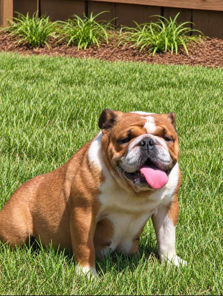 English Bulldog puppies near me in South Carolina from IrresistiBulls