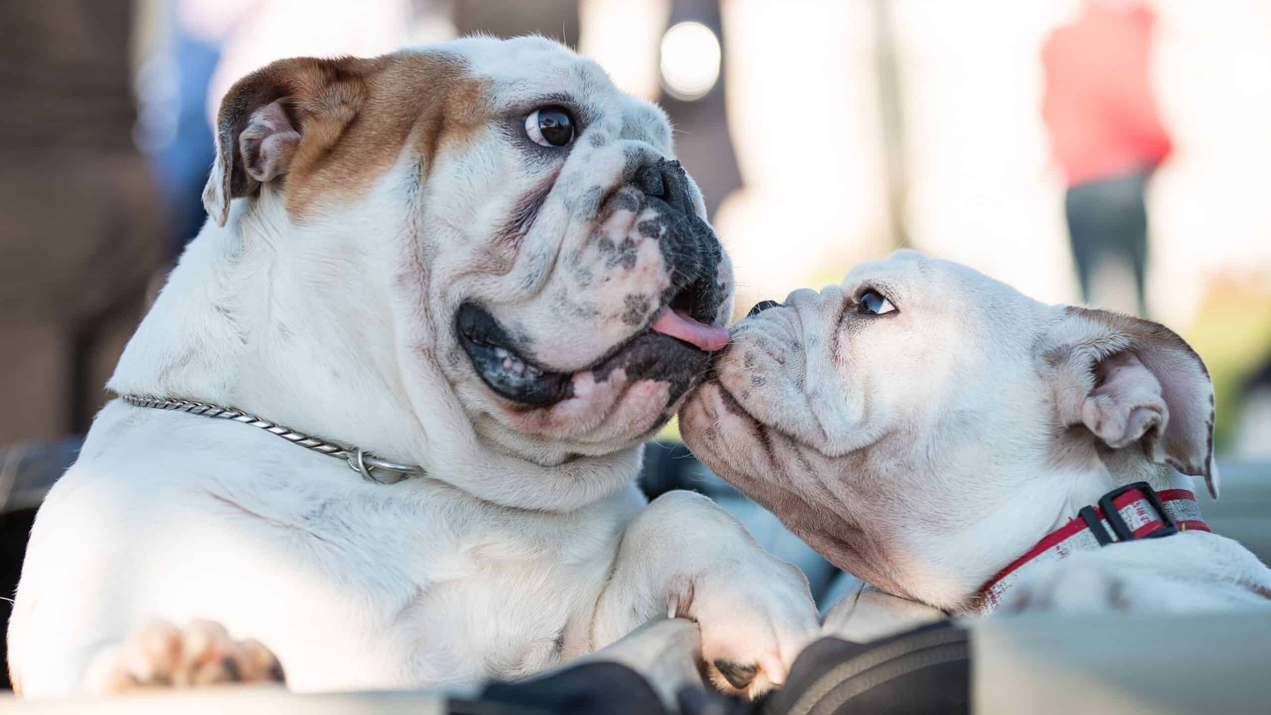 Male Vs Female English Bulldog puppies at irresistiBulls in South Carolina